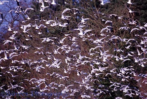Seagulls in Albury