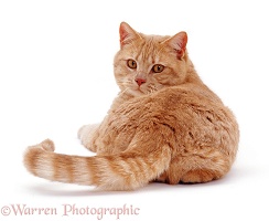 Ginger cat, back view, looking over shoulder