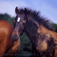 British Show Pony colt foal