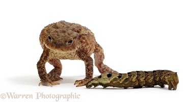 Toad defensive at Elephant Hawkmoth caterpillar