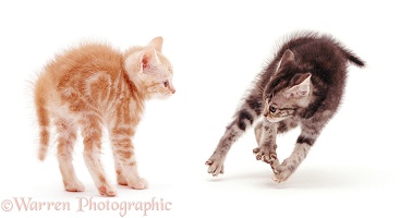 Kittens frightening each other