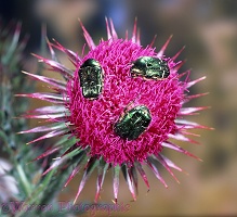 Rose chafers on musk thistle