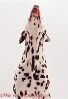 Dalmatian howling