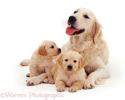 Golden retriever with pups
