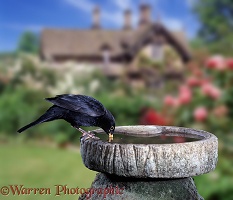 Blackbird drinking