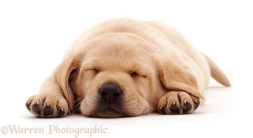 Yellow Labrador Retriever pup asleep
