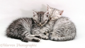Sleeping silver tabby kittens