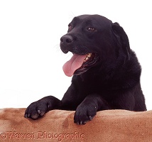 Black Labrador