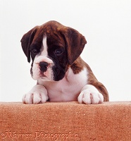 Boxer pup with feet up