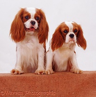 Cavalier King Charles Spaniel bitch and pup