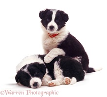 Black-and-white Border Collie pups
