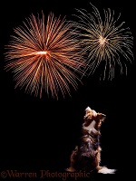 Dog watching fireworks