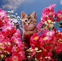 Kitten among pink rose flowers