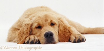 Goldie pup chin on floor
