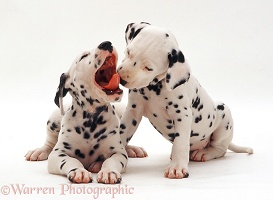 Dalmatian pups