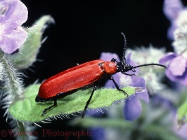 Cardinal beetle on alkanet