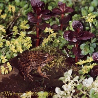 Marsh Frog