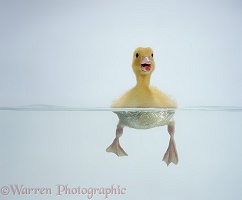 Yellow duckling swimming