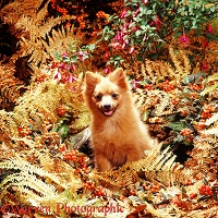 Pomeranian puppy in Autumn