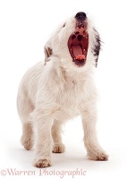 Border Collie pup yawning