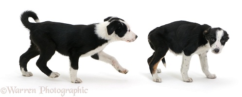 Healthy and sick Border Collie pups