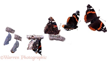 Red Admiral hatch emergence sequence