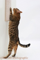 Bengal cat using a scratch-post