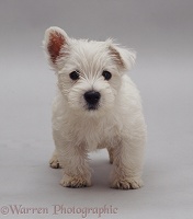 Westie pup