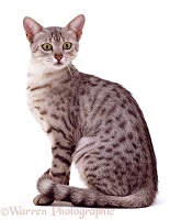 Silver spotted Egyptian Mau cat sitting