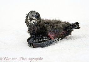 Swift nestling