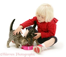Little girl feeding tabby kittens