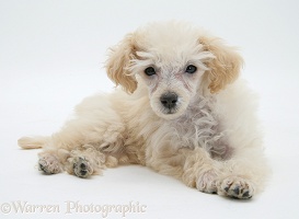 Miniature Apricot Poodle pup, lying head up