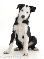 White-faced black-and-white Border Collie pup