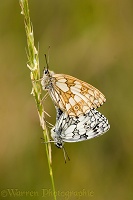 Marbled White Butterflies