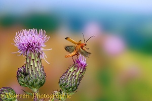 Soldier Beetle taking off