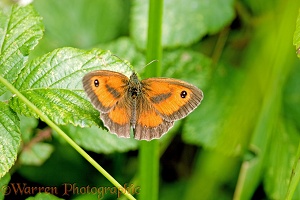 Hedge Brown Butterfly