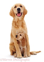 Golden Retriever with spaniel pup