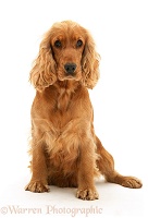 Golden Cocker Spaniel sitting