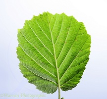 Hazel leaf