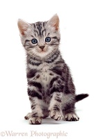 British Shorthair silver tabby kitten