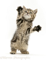 Tabby kitten reaching up