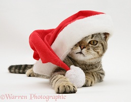 Tabby cat under a Father Christmas hat