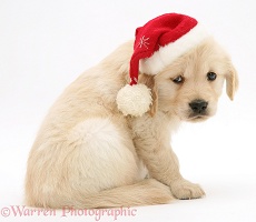 Golden Retriever pup wearing a Santa hat