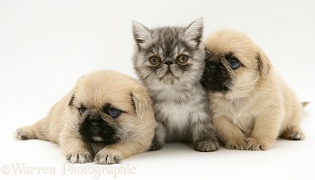 Pugzu (Pug x Shih-Tzu) pups and Exotic kitten