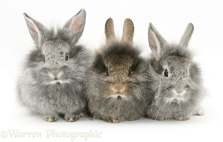 Baby silver and agouti Lionhead rabbits