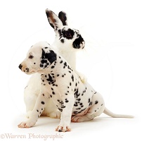 Spotted rabbit and Dalmatian pup