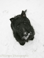 Scottie dog in snow