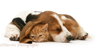 Ginger kitten under the ear of a sleeping Basset pup