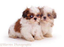 Two Shih-tzu pups, 7 weeks old