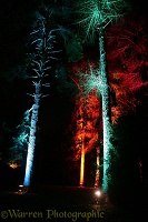 Flood-lit trees